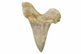 Serrated Sokolovi (Auriculatus) Shark Tooth - Dakhla, Morocco #321854-1